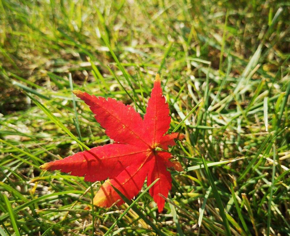 1603788736859651.jpg 叶落归根.jpg